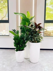 想找宁波余姚好的绿植租摆？看这里就够了！